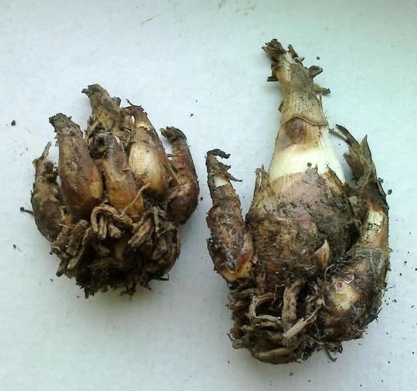 认识球根花卉——晚香玉吗？如此栽培，就能花开连年，香飘四季