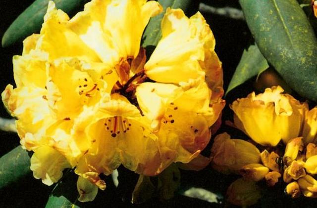 乳黄杜鹃枝繁叶茂，花中西施绮丽多姿