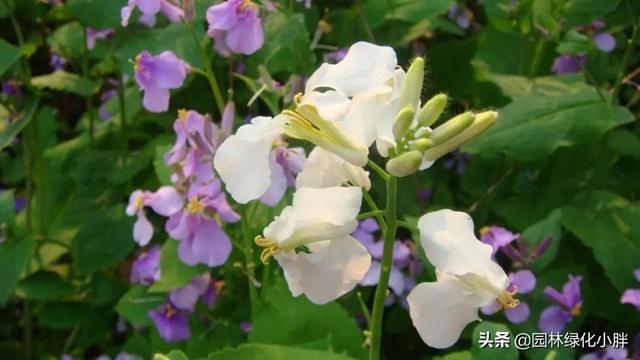 干货 |花境设计常用60多种植物介绍