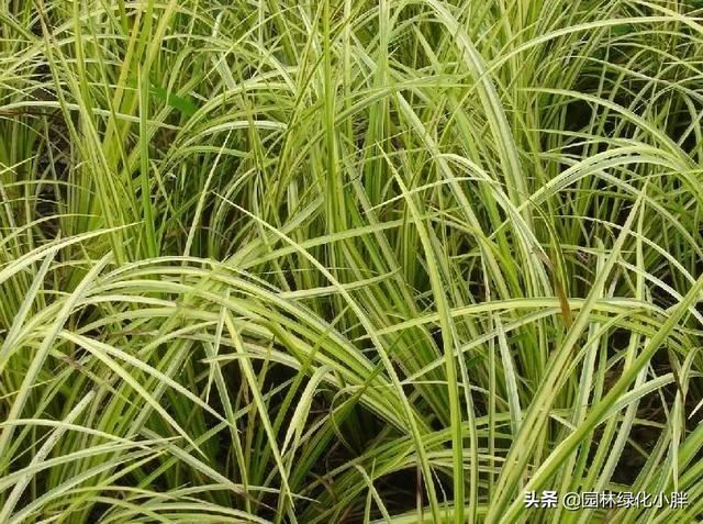 干货 |花境设计常用60多种植物介绍