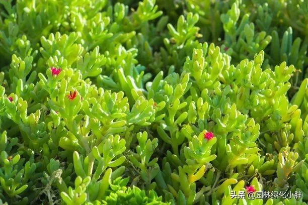 干货 |花境设计常用60多种植物介绍