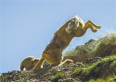 为青藏高原野生动物保护提供示范