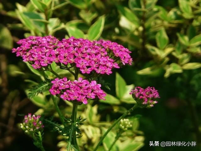 干货 |花境设计常用60多种植物介绍