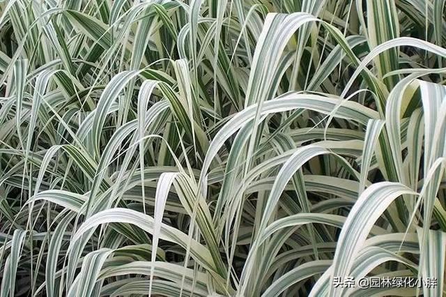 干货 |花境设计常用60多种植物介绍