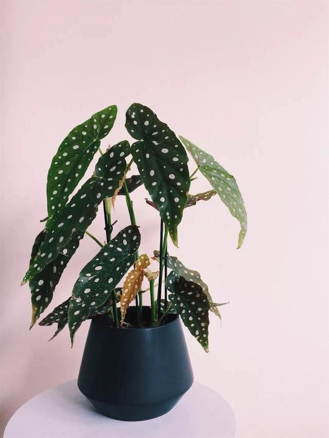 秋海棠好养的几个品种，这些花开丰富的观赏花卉，你会选哪种？