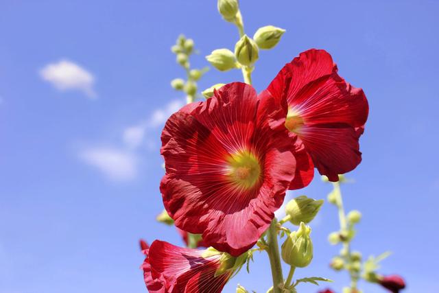 这种花开花开到2米高，做好这“5点”，一年中有半年在开花