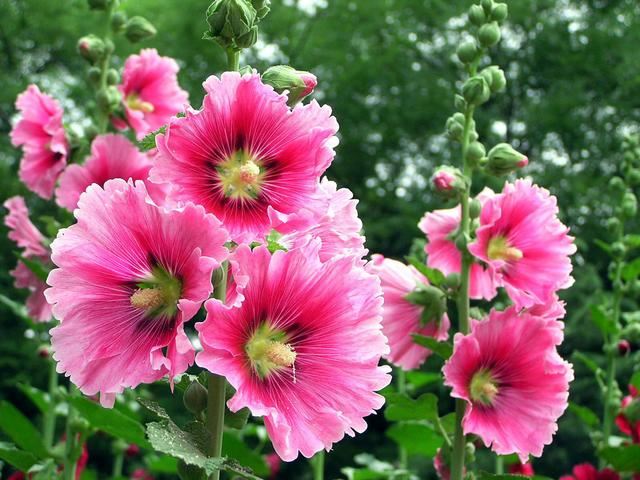 这种花开花开到2米高，做好这“5点”，一年中有半年在开花