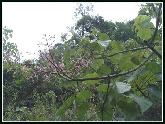 广东启动“粤野觅镜——大美保护地探秘”大型宣传 广东启动“粤野觅镜——大美保护地探秘”大型宣传