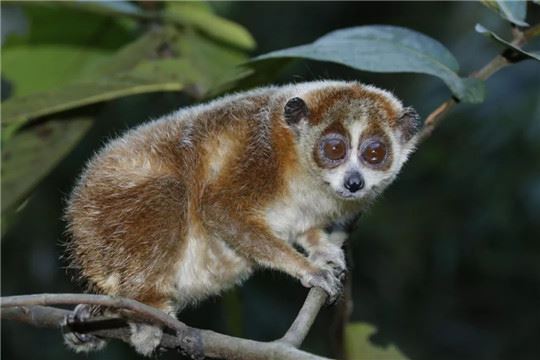 广东启动“粤野觅镜——大美保护地探秘”大型宣传 广东启动“粤野觅镜——大美保护地探秘”大型宣传