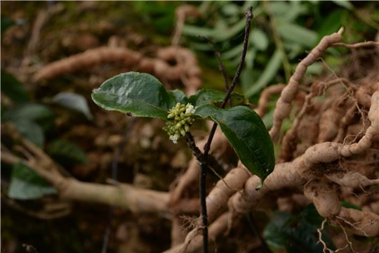 广东启动“粤野觅镜——大美保护地探秘”大型宣传 广东启动“粤野觅镜——大美保护地探秘”大型宣传