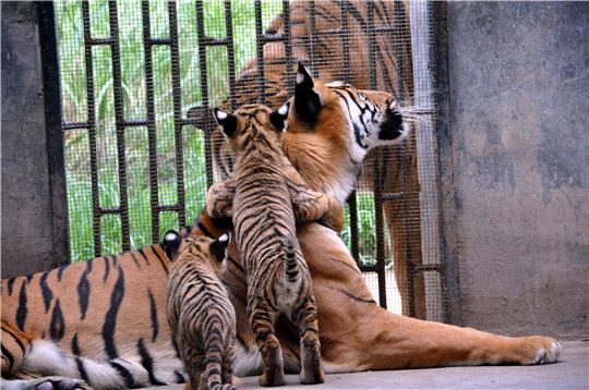 广东启动“粤野觅镜——大美保护地探秘”大型宣传 广东启动“粤野觅镜——大美保护地探秘”大型宣传