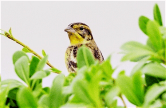 广东启动“粤野觅镜——大美保护地探秘”大型宣传 广东启动“粤野觅镜——大美保护地探秘”大型宣传