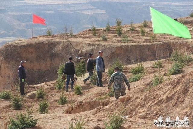 【造林绿化】图看造林绿化第一线