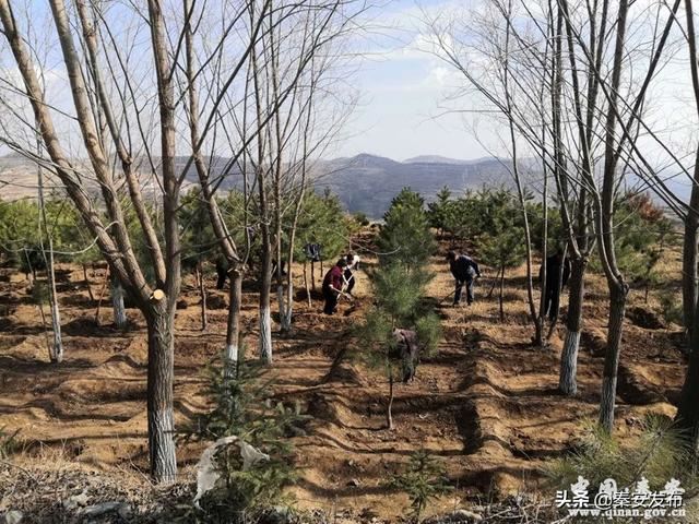 【造林绿化】图看造林绿化第一线