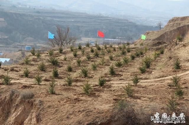 【造林绿化】图看造林绿化第一线