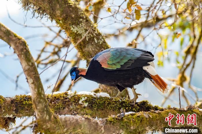 云南全面加强鸟类保护管理 禁止随意投食补饲候鸟 云南全面加强鸟类保护管理 禁止随意投食补饲候鸟