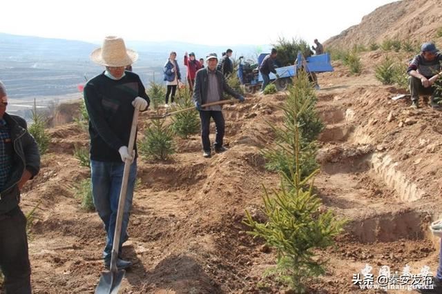 【造林绿化】图看造林绿化第一线