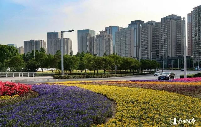 绿化正当时！郑州明确市区117条（段）道路绿化责任