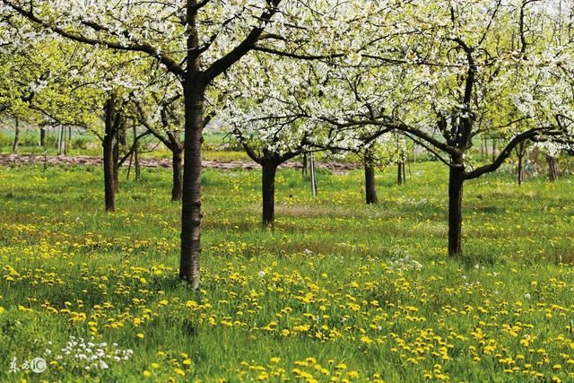 城市绿化的思路和方法 城市绿化的思路和方法