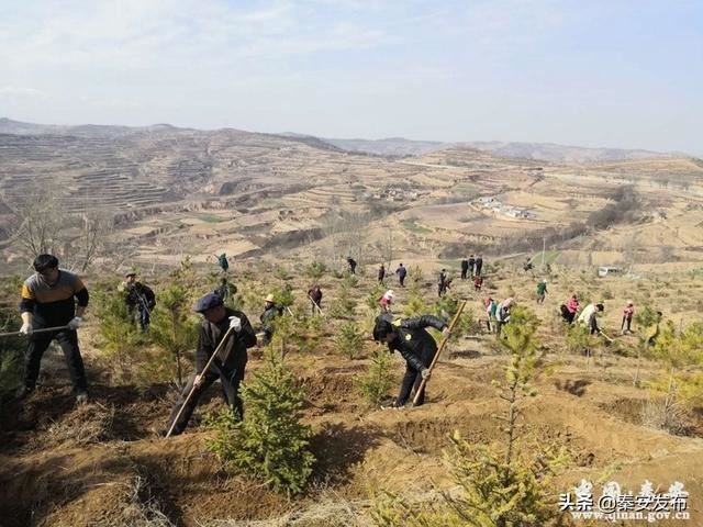 【造林绿化】图看造林绿化第一线