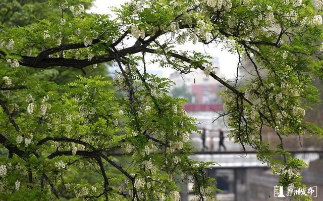 绿化正当时！郑州明确市区117条（段）道路绿化责任