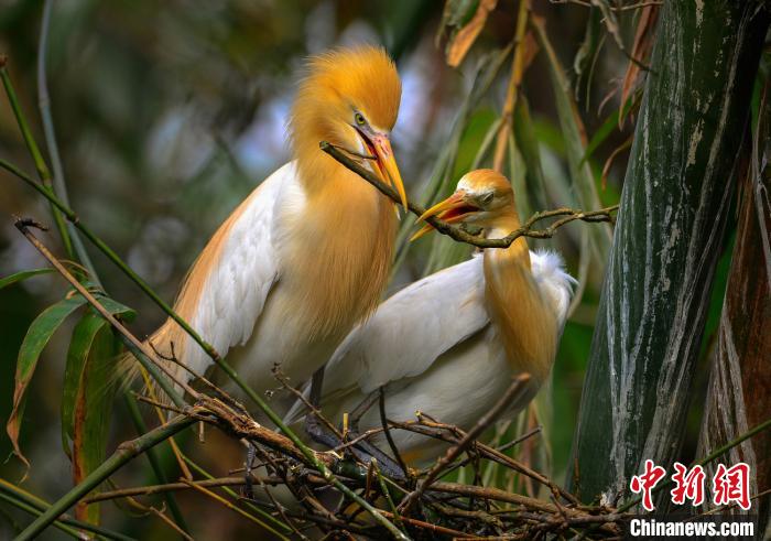 云南全面加强鸟类保护管理 禁止随意投食补饲候鸟 云南全面加强鸟类保护管理 禁止随意投食补饲候鸟