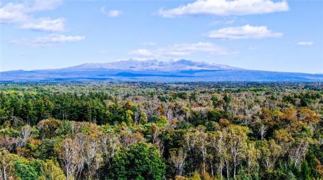 绿化行动开启！今年吉林省计划完成造林绿化140万亩