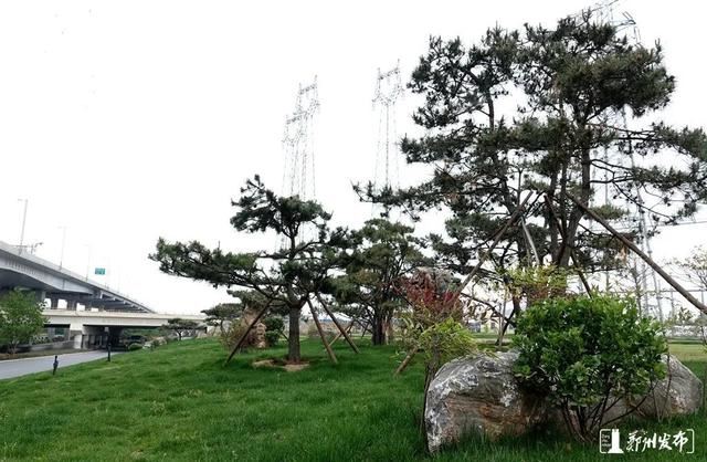 绿化正当时！郑州明确市区117条（段）道路绿化责任