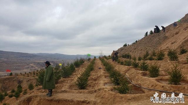 【造林绿化】图看造林绿化第一线
