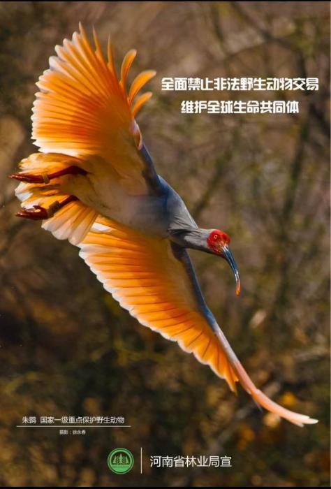 第7个世界野生动植物日　林业部门倡议拒绝野生动物当“盘中餐”和“商品”