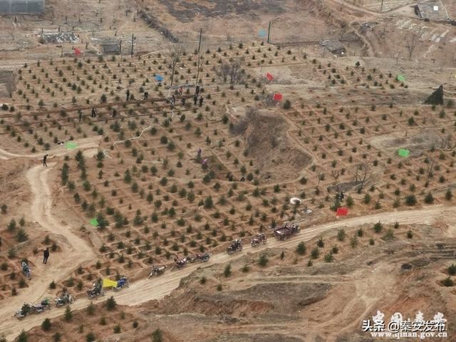 【造林绿化】图看造林绿化第一线