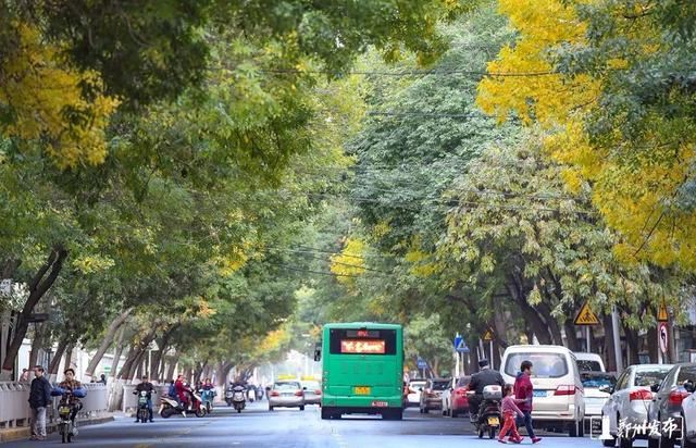 绿化正当时！郑州明确市区117条（段）道路绿化责任