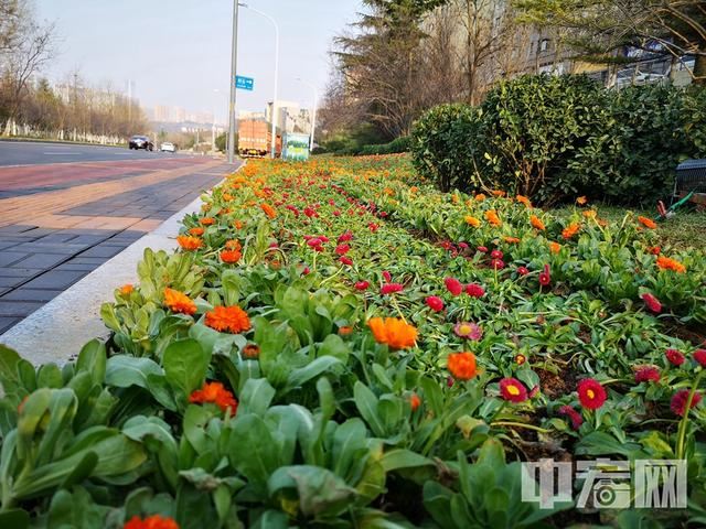 济南春季城市道路绿化美化全面展开