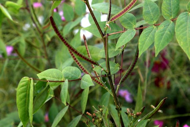 植物图鉴：望江南