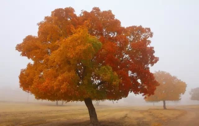 12种彩叶乔木特征及园林用途 12种彩叶乔木特征及园林用途