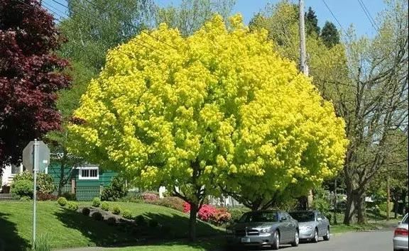 12种彩叶乔木特征及园林用途 12种彩叶乔木特征及园林用途