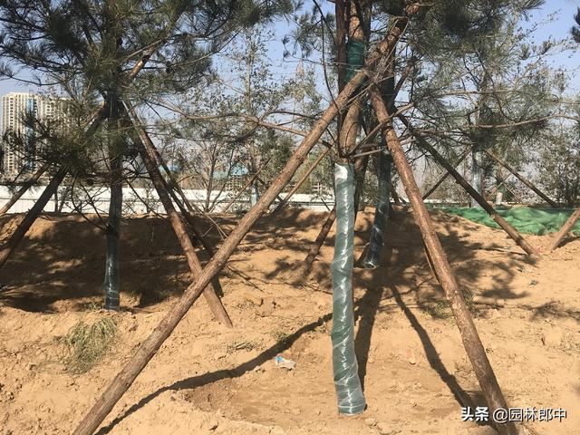 苗木移植之后，先搭支撑好，还是先浇水好？
