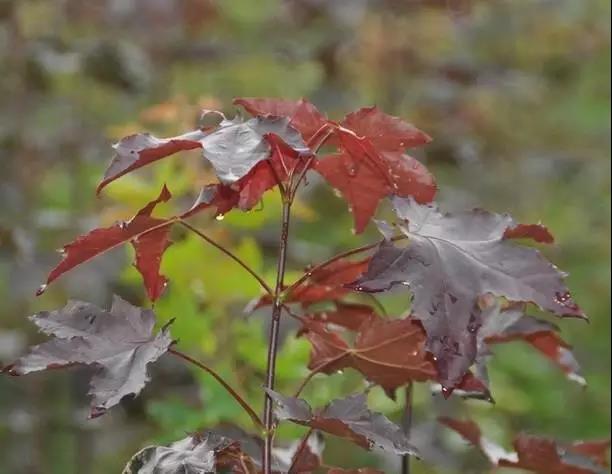 12种彩叶乔木特征及园林用途 12种彩叶乔木特征及园林用途