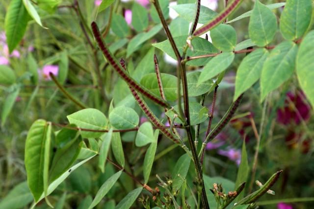 植物图鉴：望江南