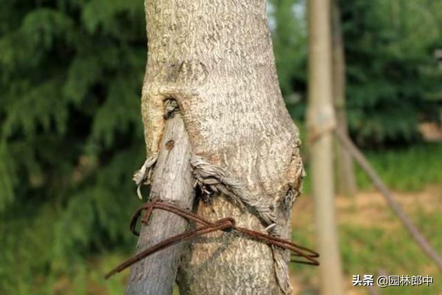 苗木移植之后，先搭支撑好，还是先浇水好？