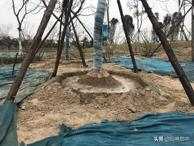 苗木移植之后，先搭支撑好，还是先浇水好？