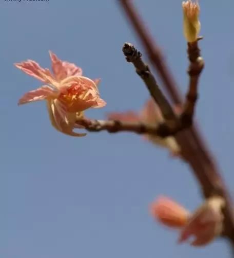 12种彩叶乔木特征及园林用途 12种彩叶乔木特征及园林用途