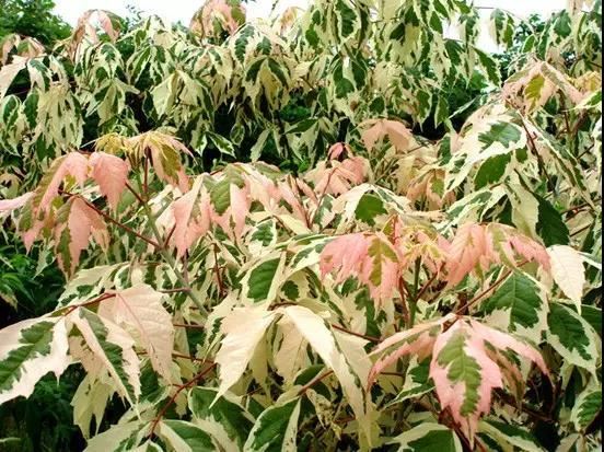 12种彩叶乔木特征及园林用途 12种彩叶乔木特征及园林用途