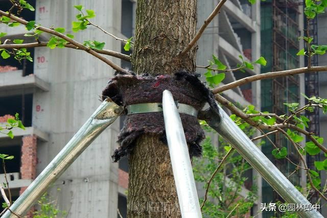 苗木移植之后，先搭支撑好，还是先浇水好？