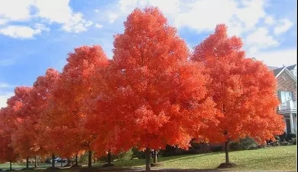 12种彩叶乔木特征及园林用途 12种彩叶乔木特征及园林用途