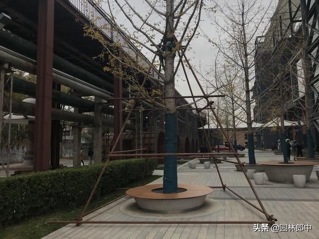 苗木移植之后，先搭支撑好，还是先浇水好？