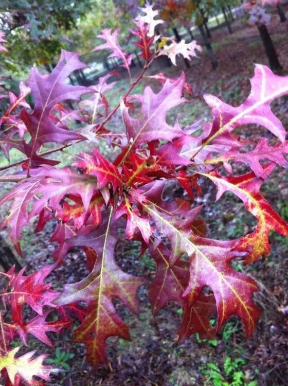 12种彩叶乔木特征及园林用途 12种彩叶乔木特征及园林用途