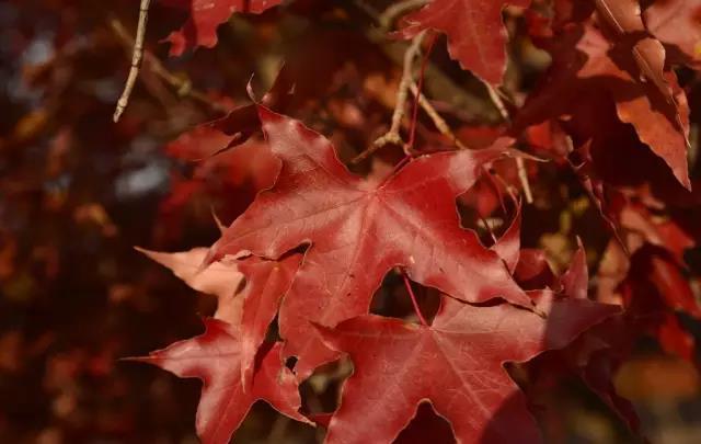 12种彩叶乔木特征及园林用途 12种彩叶乔木特征及园林用途