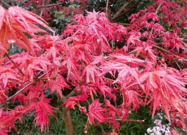 12种彩叶乔木特征及园林用途 12种彩叶乔木特征及园林用途