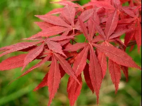 12种彩叶乔木特征及园林用途 12种彩叶乔木特征及园林用途